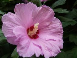 Mallow Pink flowers
