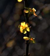 Spring Yellow Flowers