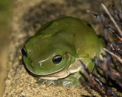 Green Tree Frog Wildlife