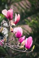 Magnolia Flower Spring