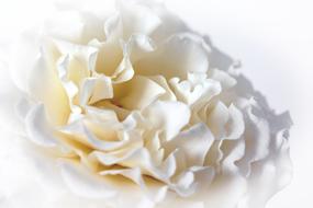 wondrous Rose Macro White