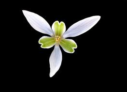 Perce-Neige Heart Flower