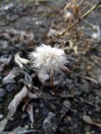 Flower Autumn Furry white