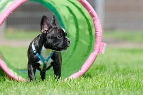 French Bulldog Puppy Tunnel