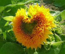 Sunflower Heart Shaped blossom