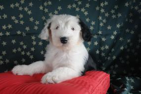 Bobtail domestic Puppy