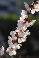 white Peach Blossom Flowers