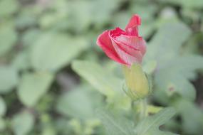 Flower Japanese close-up on blurred background