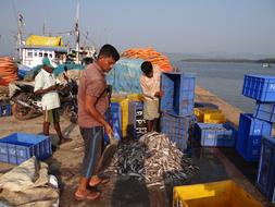 Fishing Harbour Catch