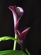 Flower Calla on black background