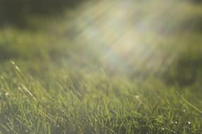 Rays Of The Sun Green Grass