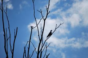 Pigeon Silhouette View
