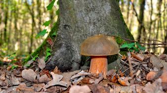 Mushroom Porcini Mushrooms