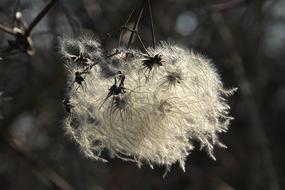 closeup photo of Fluffy Blossom Bloom