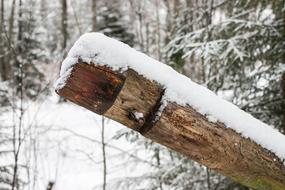 Winter Stock snowy forest