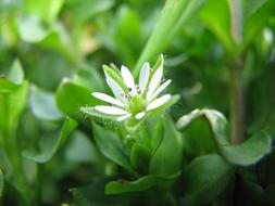 white wildflower in Sunshine