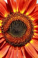 Flower Of Sunflower Red