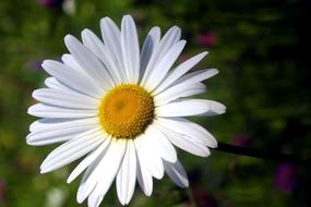 Daisy, White Flower close up at blur background