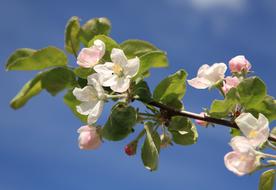 Apple Flower Tree blue sky