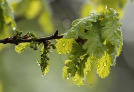 branch of Oak with inflorescence on Rainy weather