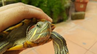 Turtle Red Eared Slider Green