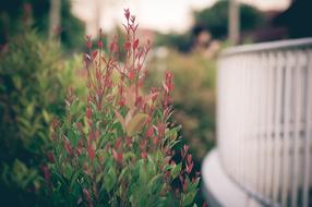 Flower Outside Red green