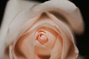 closeup view of pink Rose Flower