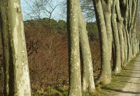 Plane Trees