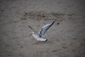 wild Seagull on Sand shore