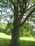 Tree Meadow