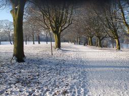 Snowy Park Trees