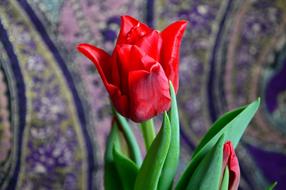 Spring Flower red green