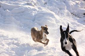 Greyhounds Winter