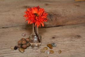Flower in vase and pebbles on wood