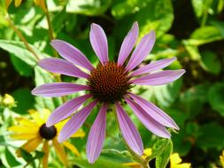 Beautiful and colorful, blossoming flowers, among the green leaves, un sunlight