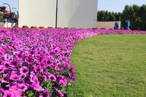 Garden Flowers