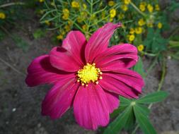 Dahlia Pink Flower garden