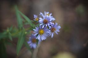 blue Flowers Macro