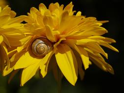 snail on yellow flower