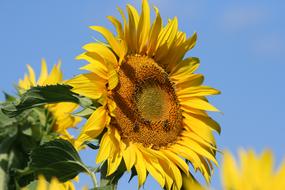 Sunflowers at Blue sky