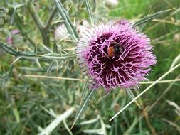 bumblebee on purple Flower, top view