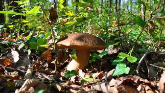 Porcini Mushrooms Autumn