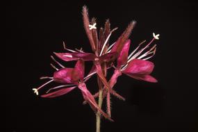 Wild Flower Gkaoyra Red