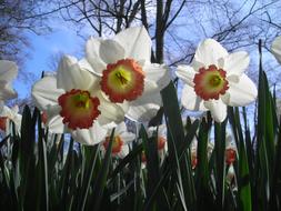 Daffodils Sky White green yellow