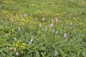 Summer Meadow Knotweed Flowers
