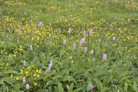 Summer Meadow Knotweed Flowers