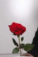 one Rosa Red in hand close-up