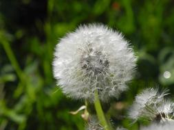 White Dandelion Close Up at green background