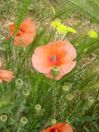 Poppy Spring field