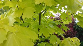 Spring Leaves Leaf